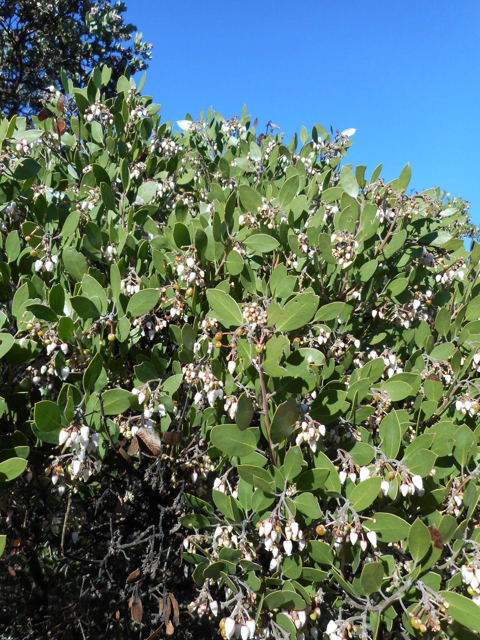 Sivun Arctostaphylos manzanita subsp. laevigata (Eastw.) Munz kuva