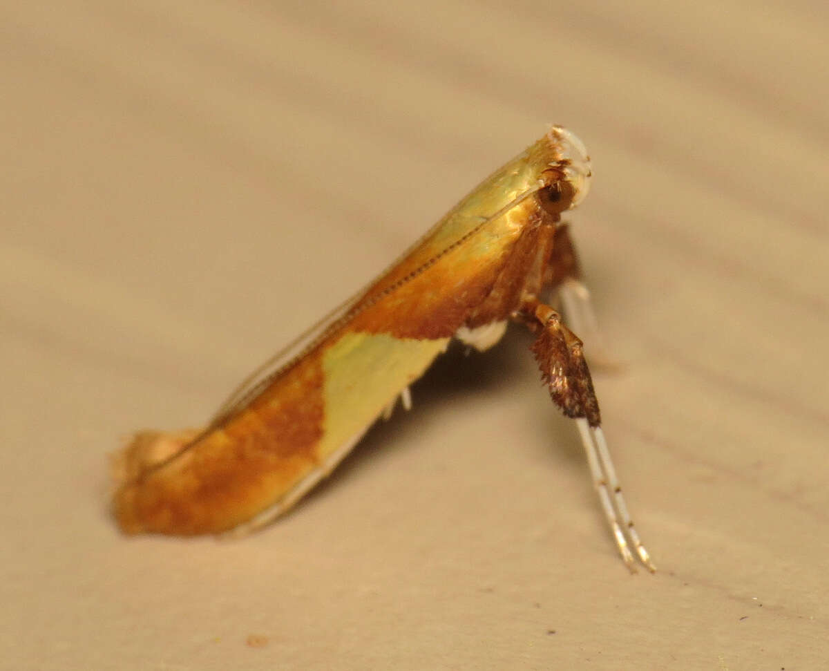 Image of Caloptilia packardella (Chambers 1872)