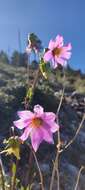 Image of Dahlia tubulata P. D. Sorensen