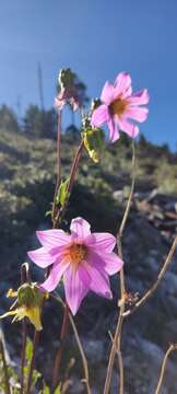 Image of Dahlia tubulata P. D. Sorensen