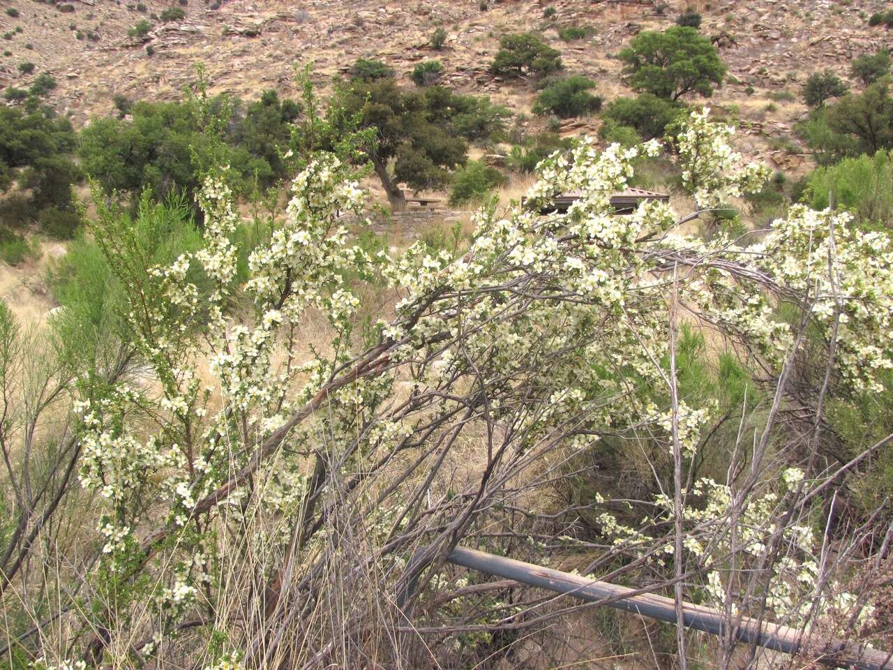 Image of Stansbury cliffrose