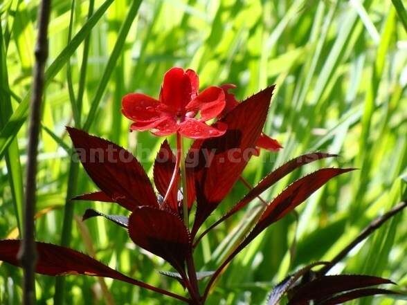 Imagem de Impatiens hawkeri W. Bull