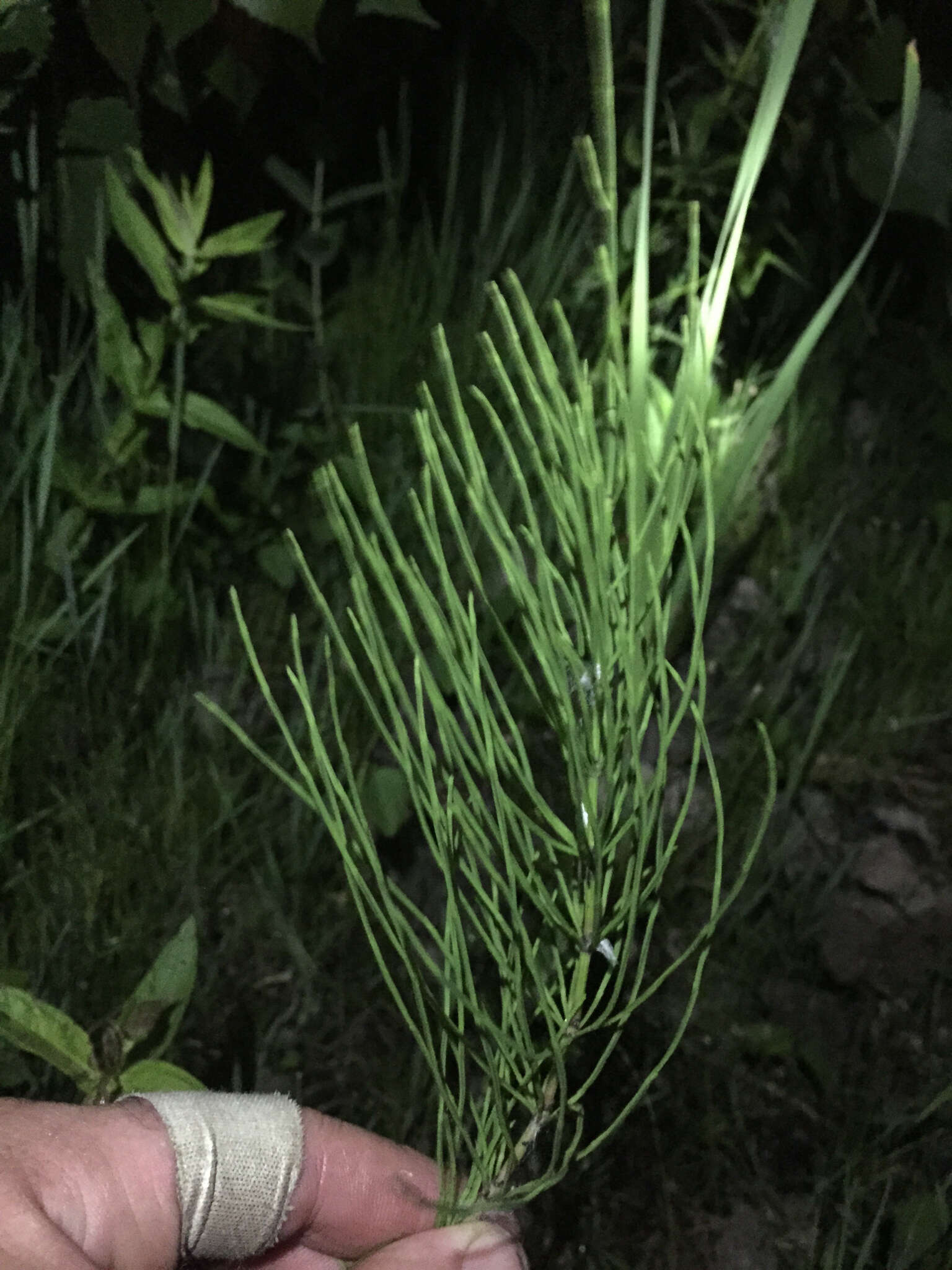 Image of field horsetail