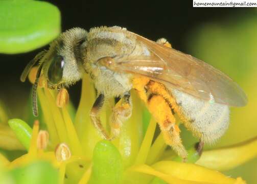 Image of Halictus pseudovestitus Blüthgen 1925