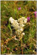 Imagem de Filipendula vulgaris Moench