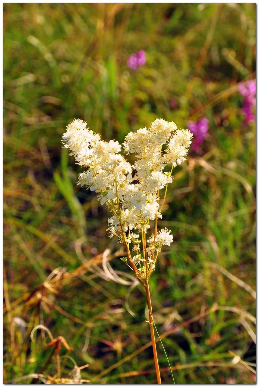 Imagem de Filipendula vulgaris Moench