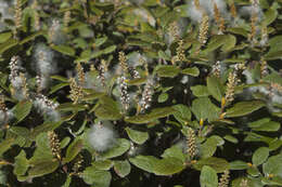 Image of rock willow