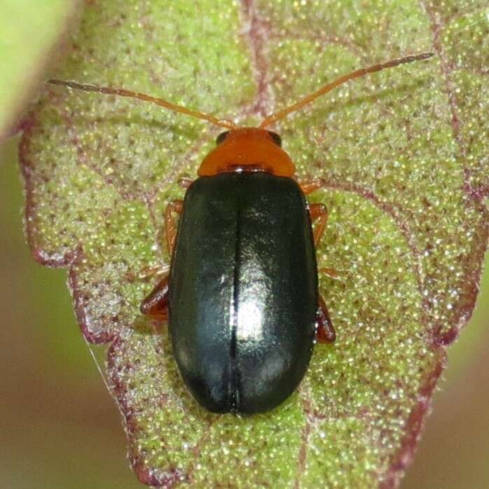 Plancia ëd Hemiphrynus intermedius (Jacoby 1884)