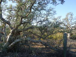 Image of elephant tree