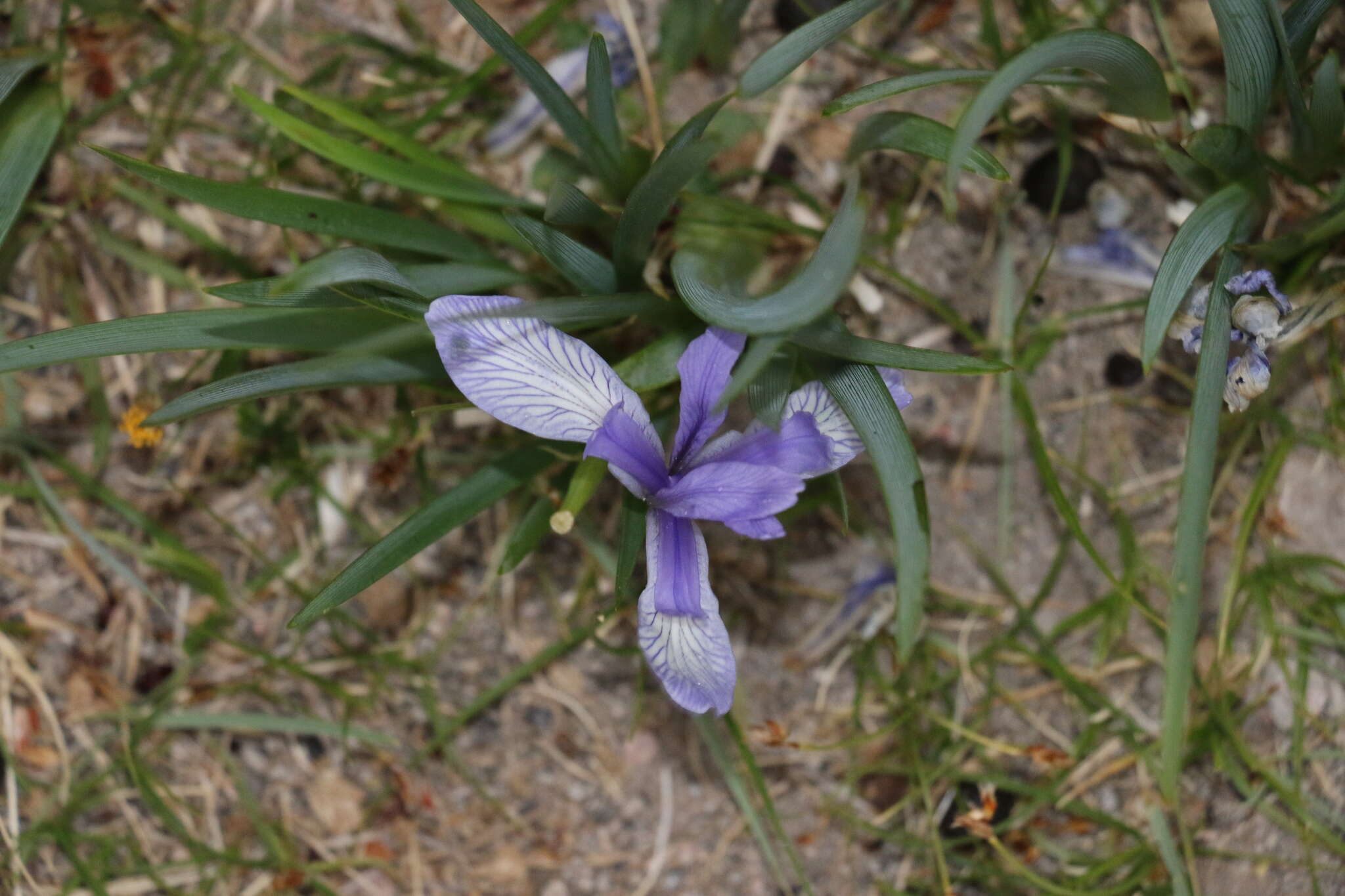 Image of Iris lactea Pall.