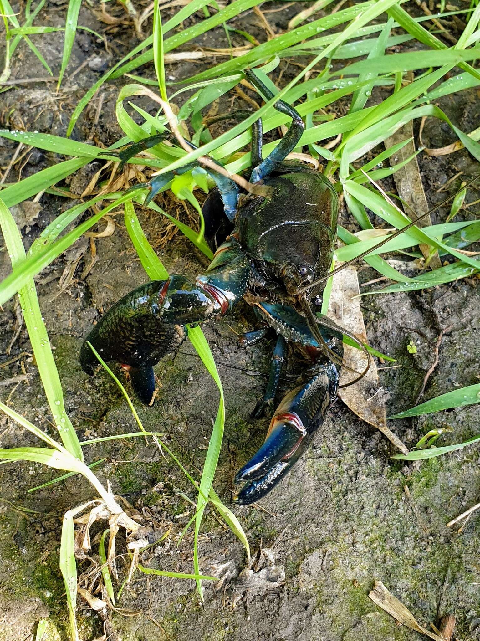 Image of Cherax destructor Clark 1936