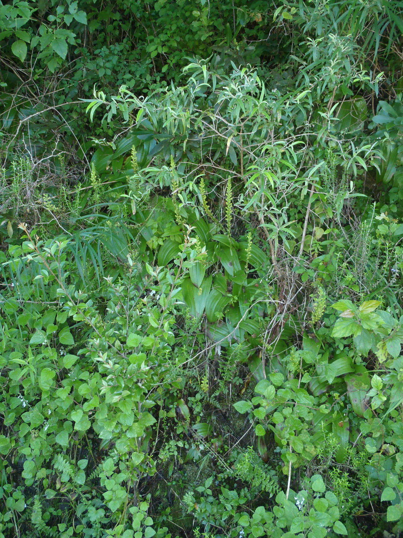 Image of Satyrium parviflorum Sw.