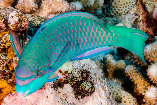 Image of Globehead Parrotfish