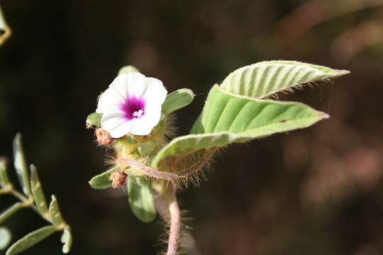 صورة Ipomoea heterotricha F. Didr.