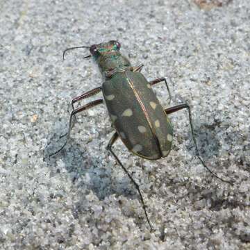 Image of Calomera littoralis fiorii