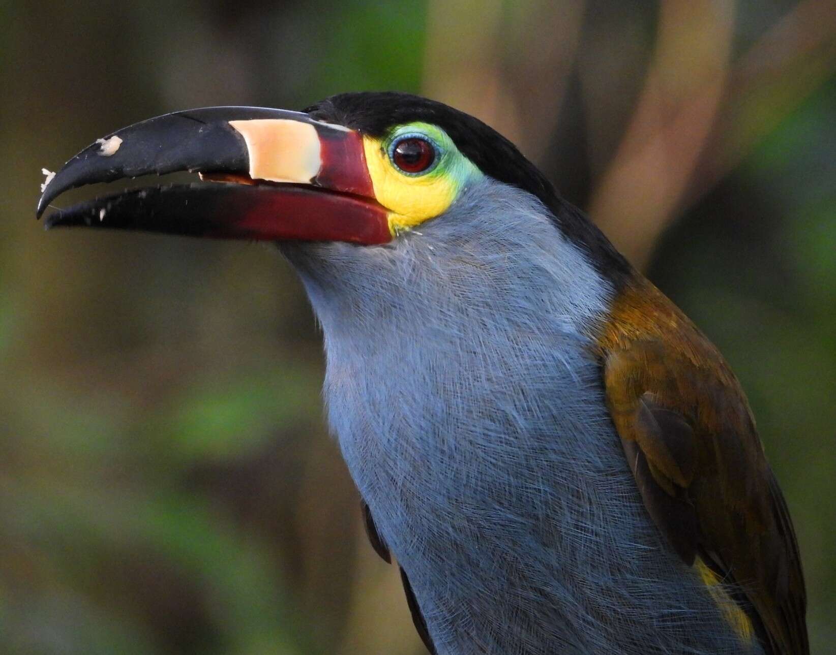 Image of Plate-billed Mountain Toucan