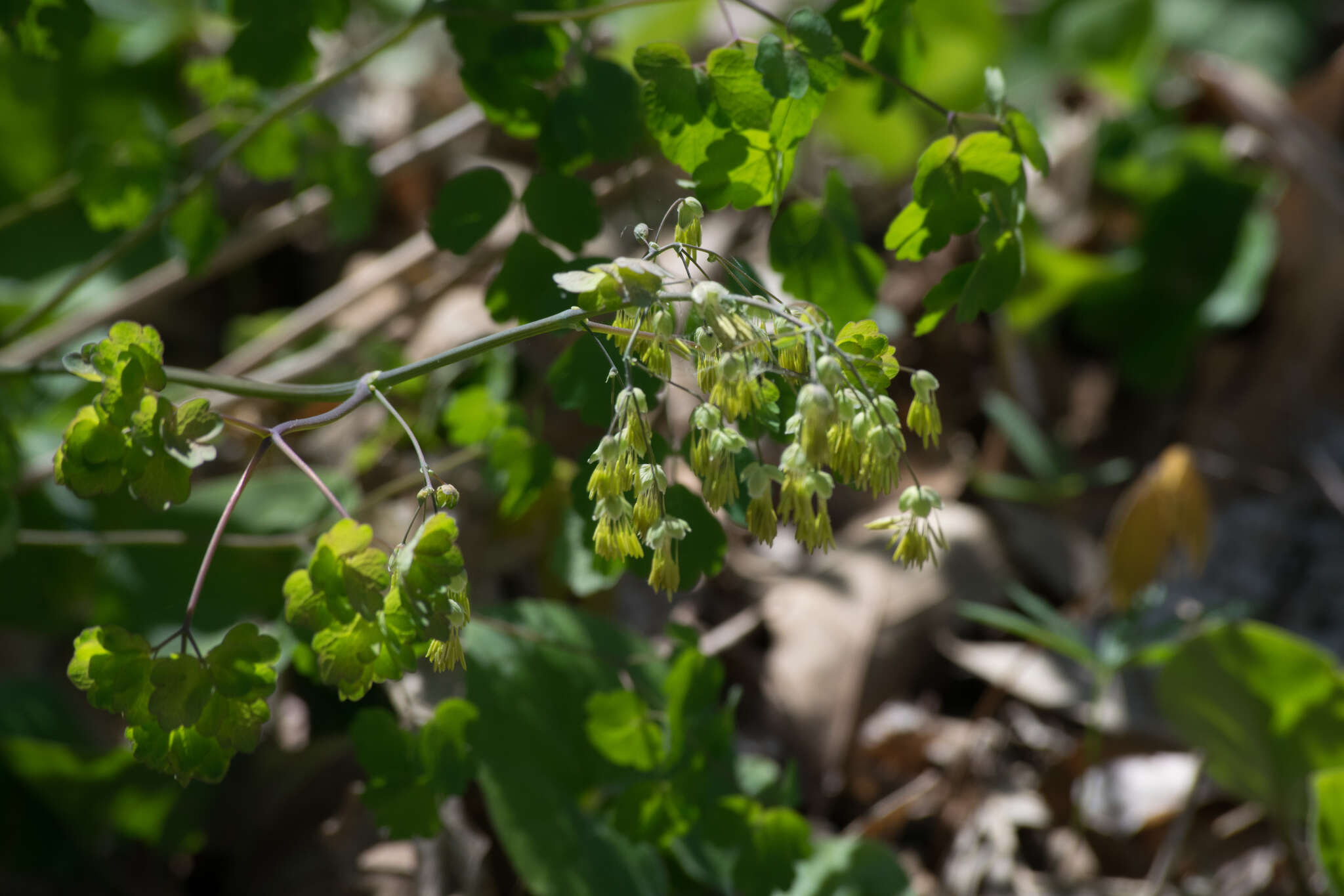 Image of early meadow-rue