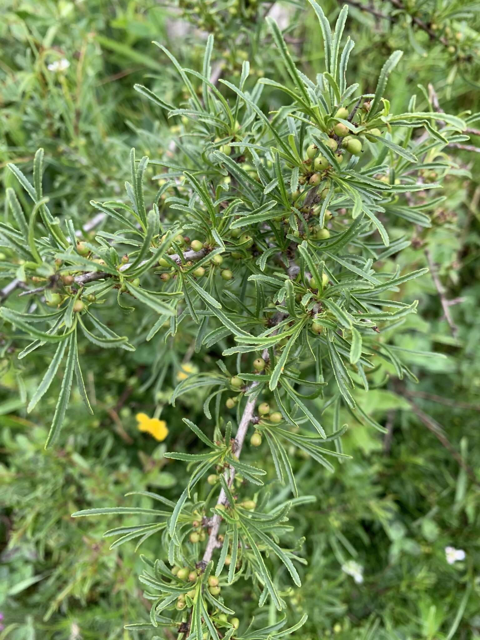 Image of Rhamnus erythroxyloides Hoffmanns.