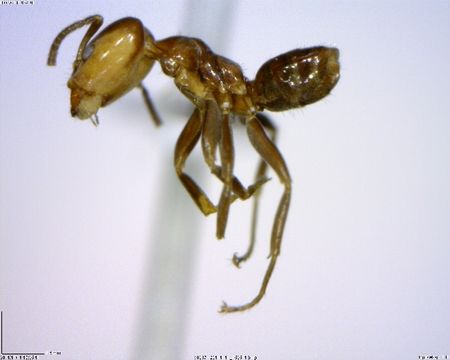 Image of <i>Azteca beltii</i>