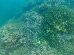 Image of Scissortail damselfish