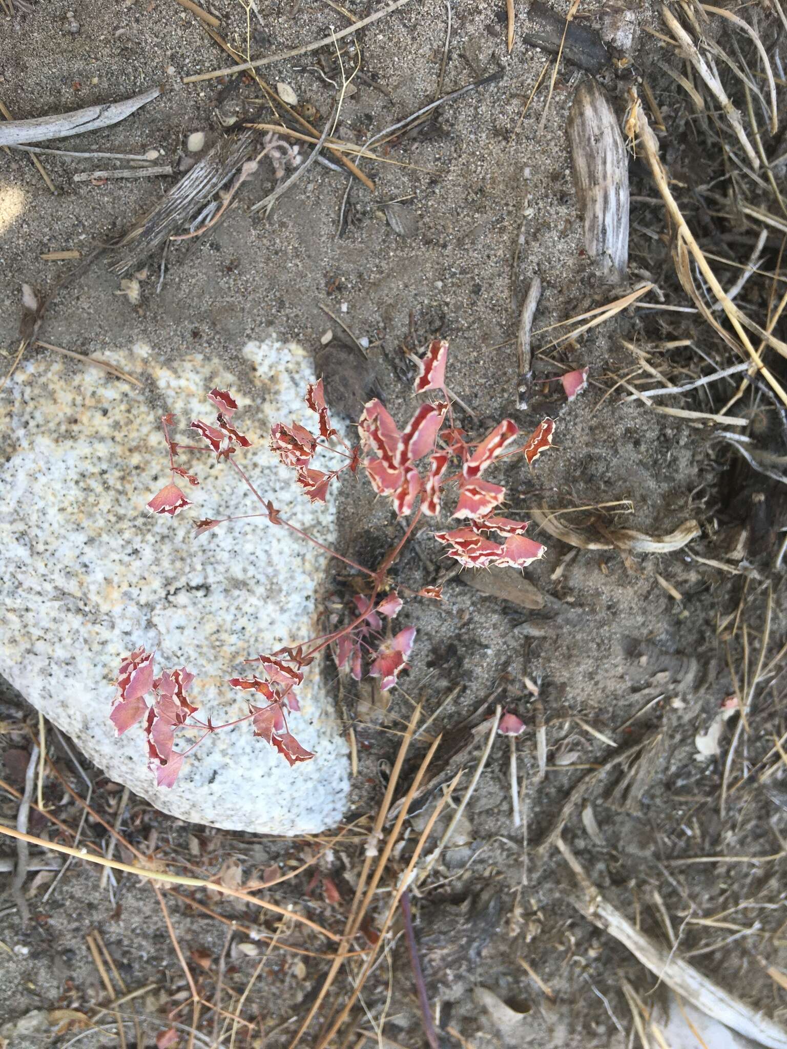 Image de Sidotheca emarginata (H. M. Hall) Reveal