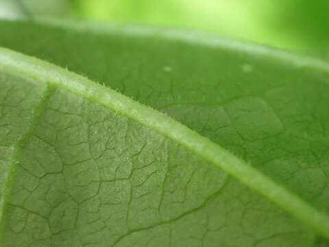 Image of Downy Carrion-Flower