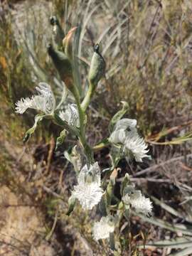 Image of Chloraea prodigiosa Rchb. fil.