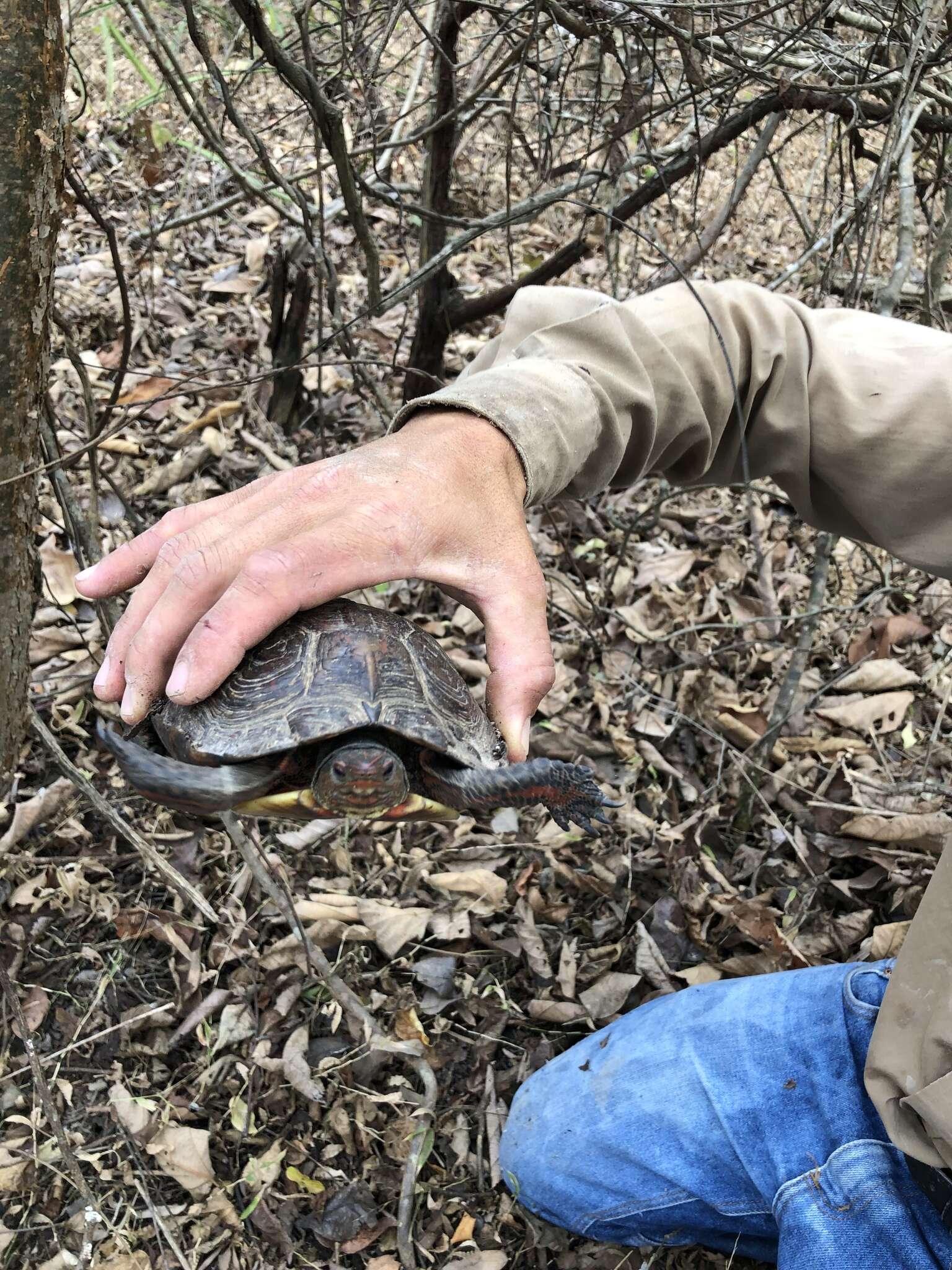 Image of Painted Wood Turtle