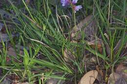 Image of Englemann's milkvetch