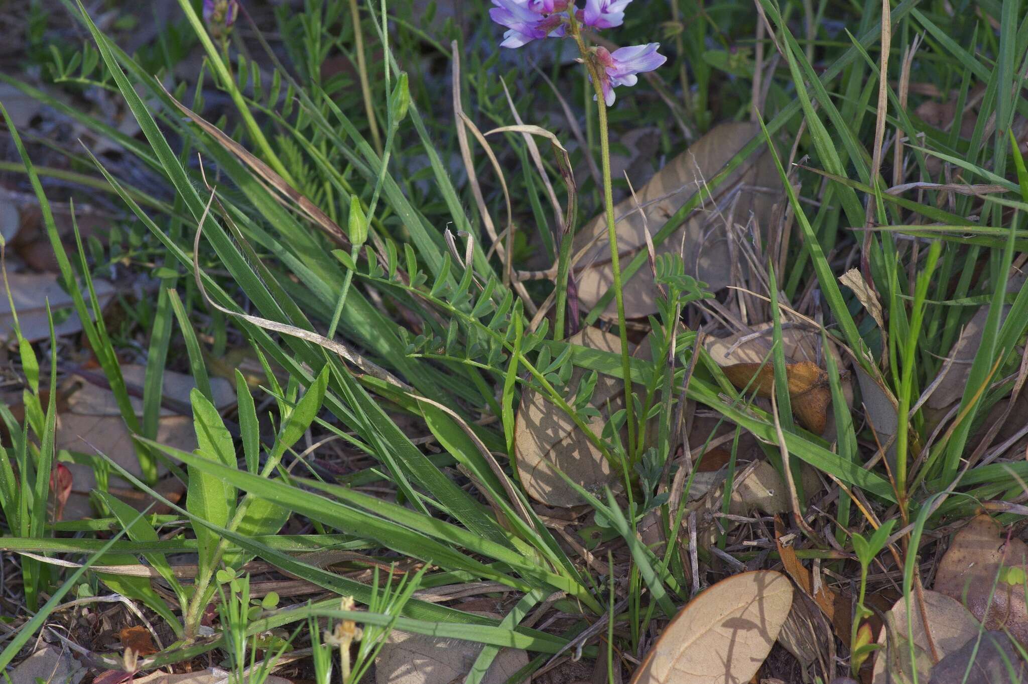 Image of Englemann's milkvetch