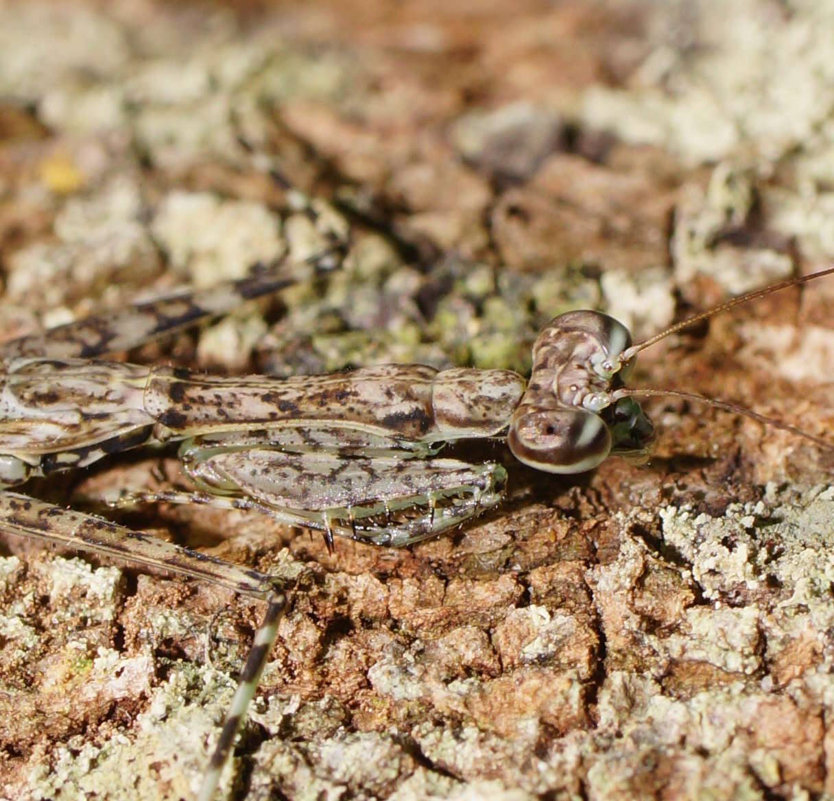 Image of Ciulfina biseriata Westwood 1889