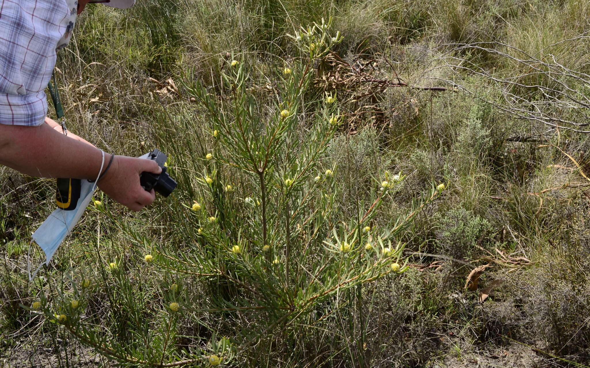 Image of Leucadendron cinereum (Sol. ex Aiton) R. Br.