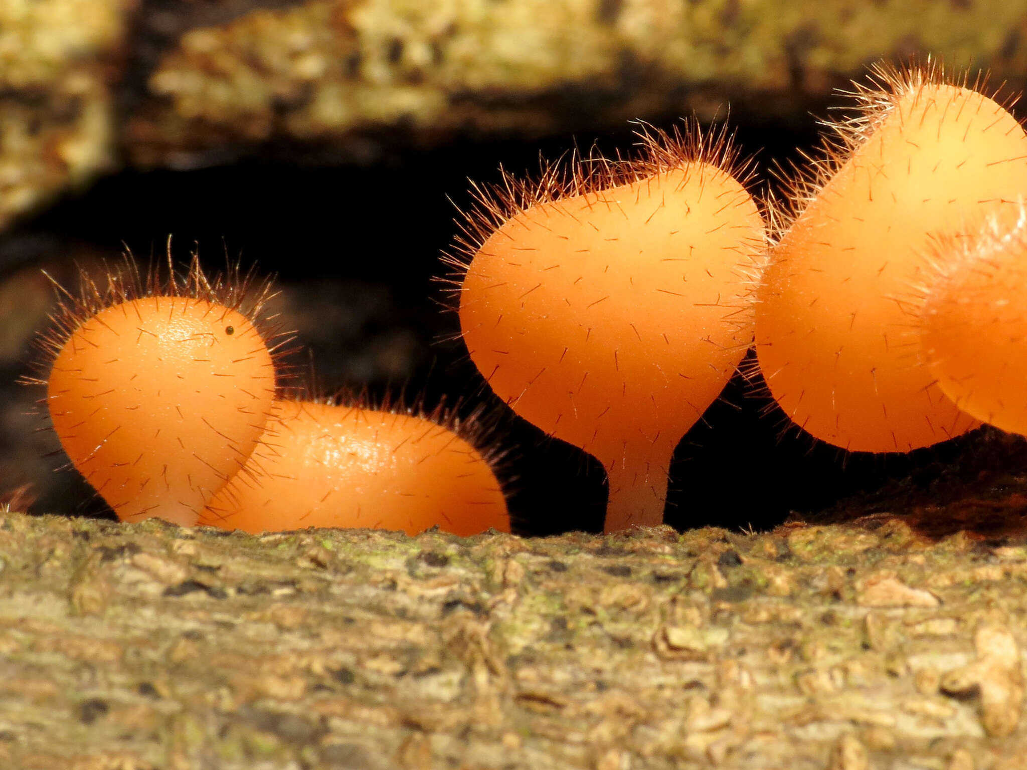 Image of Cookeina tricholoma (Mont.) Kuntze 1891