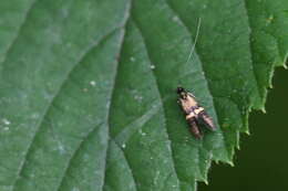 Image of Nemophora associatella Zeller 1839