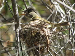 Image of southwestern willow flycatcher