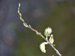 Image de Salix canariensis C. Sm. ex Link