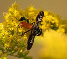 Image of Tachinid fly