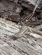 Image of South-western Rock-skink