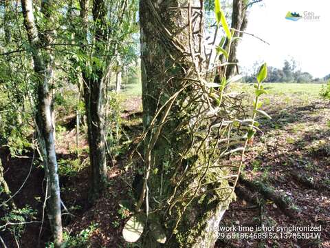 Image of Campylocentrum aromaticum Barb. Rodr.