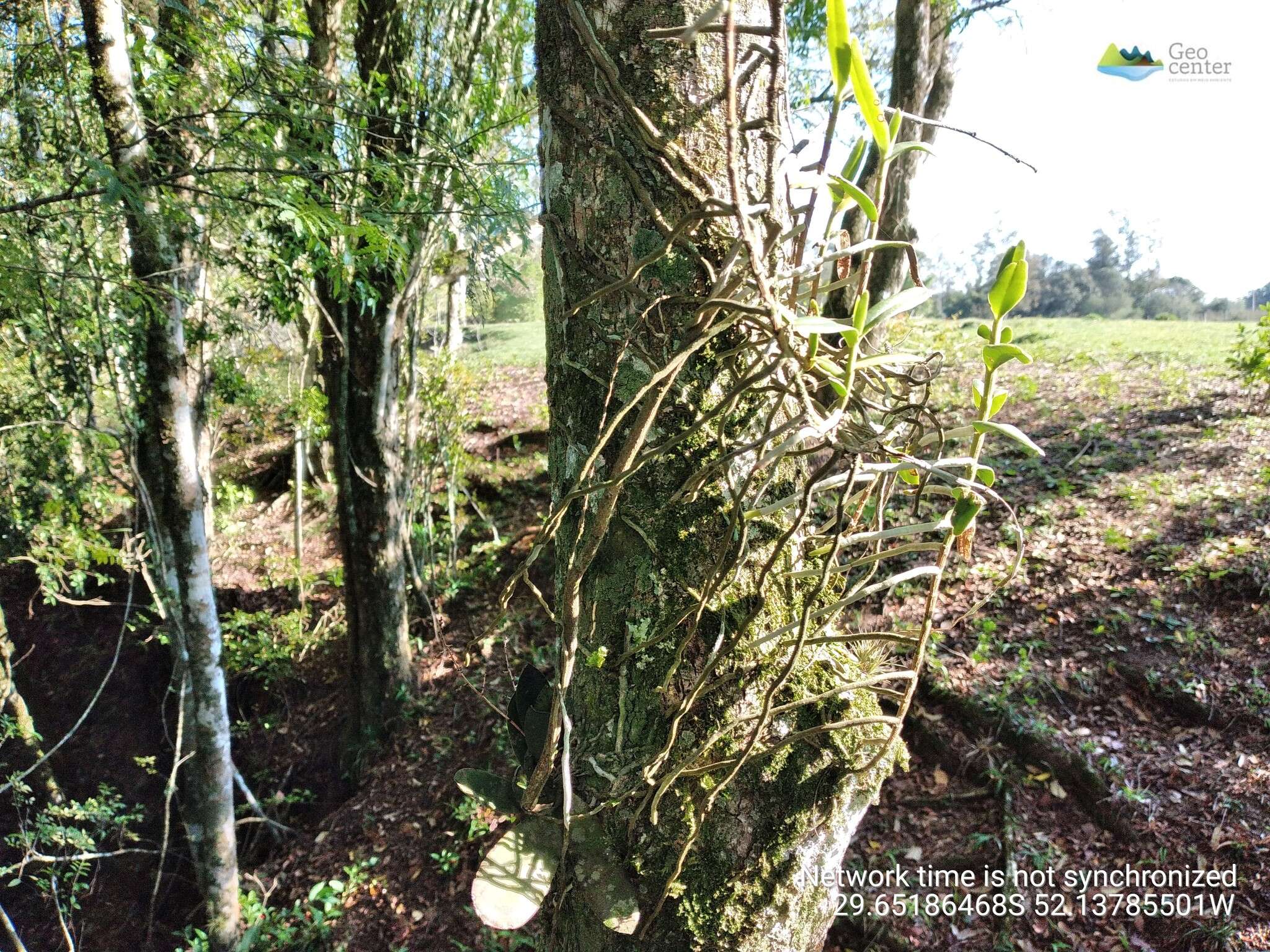 Imagem de Campylocentrum aromaticum Barb. Rodr.