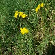 Image of Crepis vesicaria subsp. taraxacifolia (Thuill.) Thell.