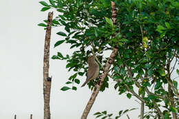 Image of Manchurian Bush Warbler