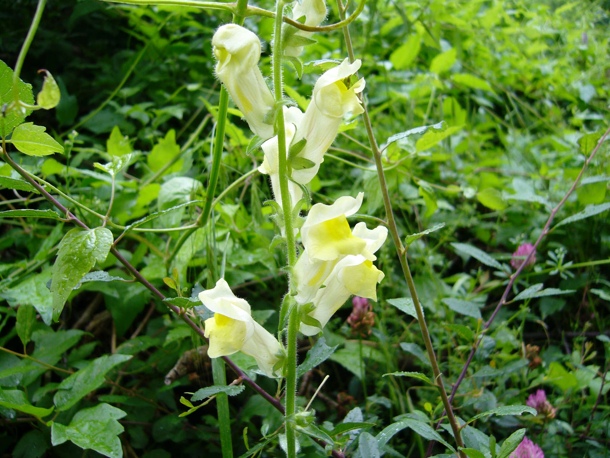 Image of Antirrhinum braun-blanquetii Rothm.