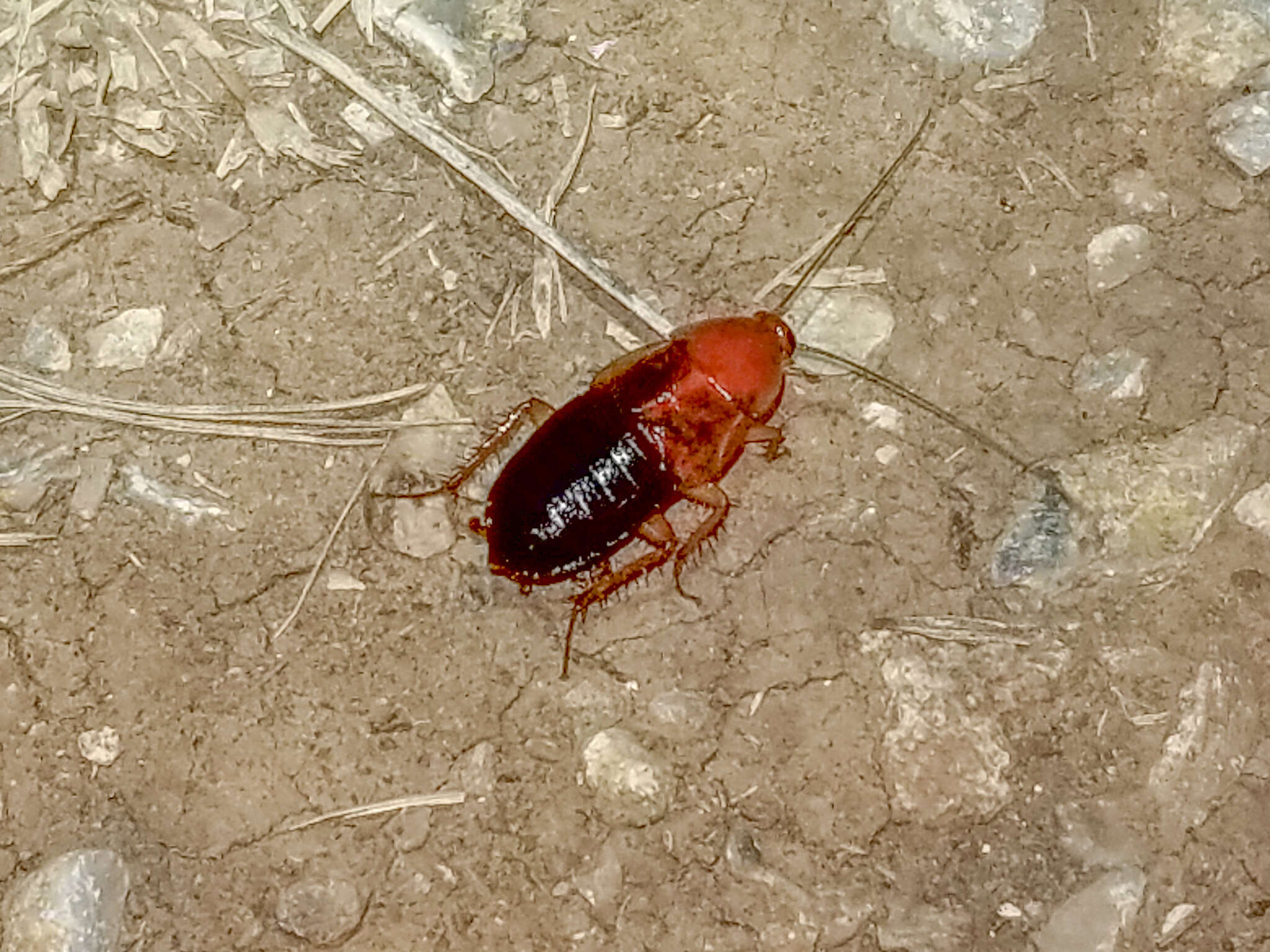 Image of Fulvous Wood Cockroach