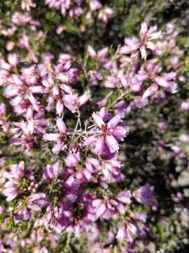 Image of Erica australis L.