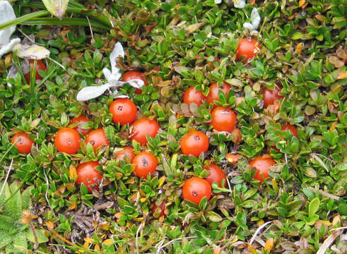 Image of Coprosma perpusilla subsp. perpusilla