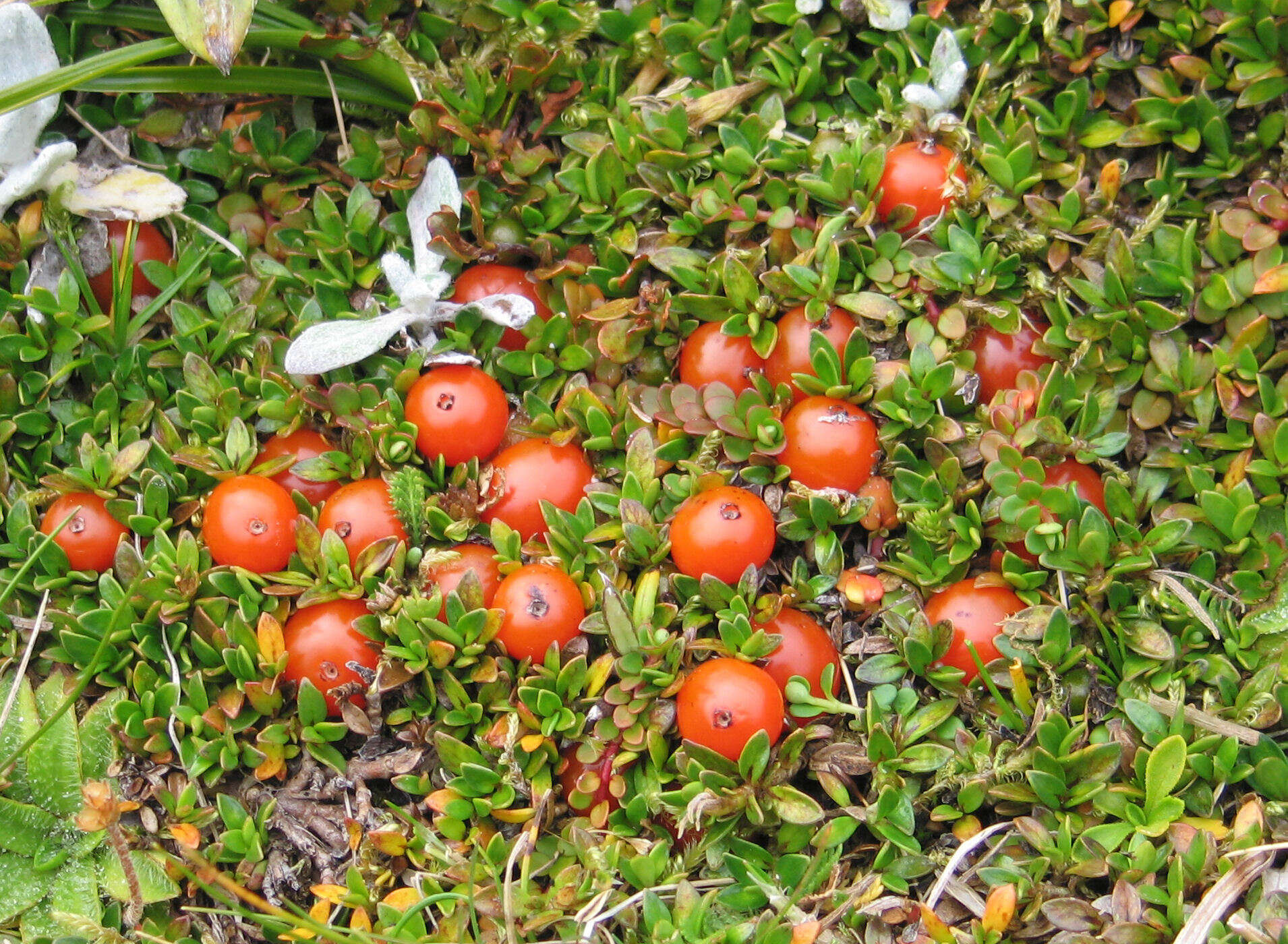 Image of Coprosma perpusilla subsp. perpusilla