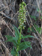 Imagem de Epipactis bugacensis subsp. rhodanensis (Gévaudan & Robatsch) Wucherpf.