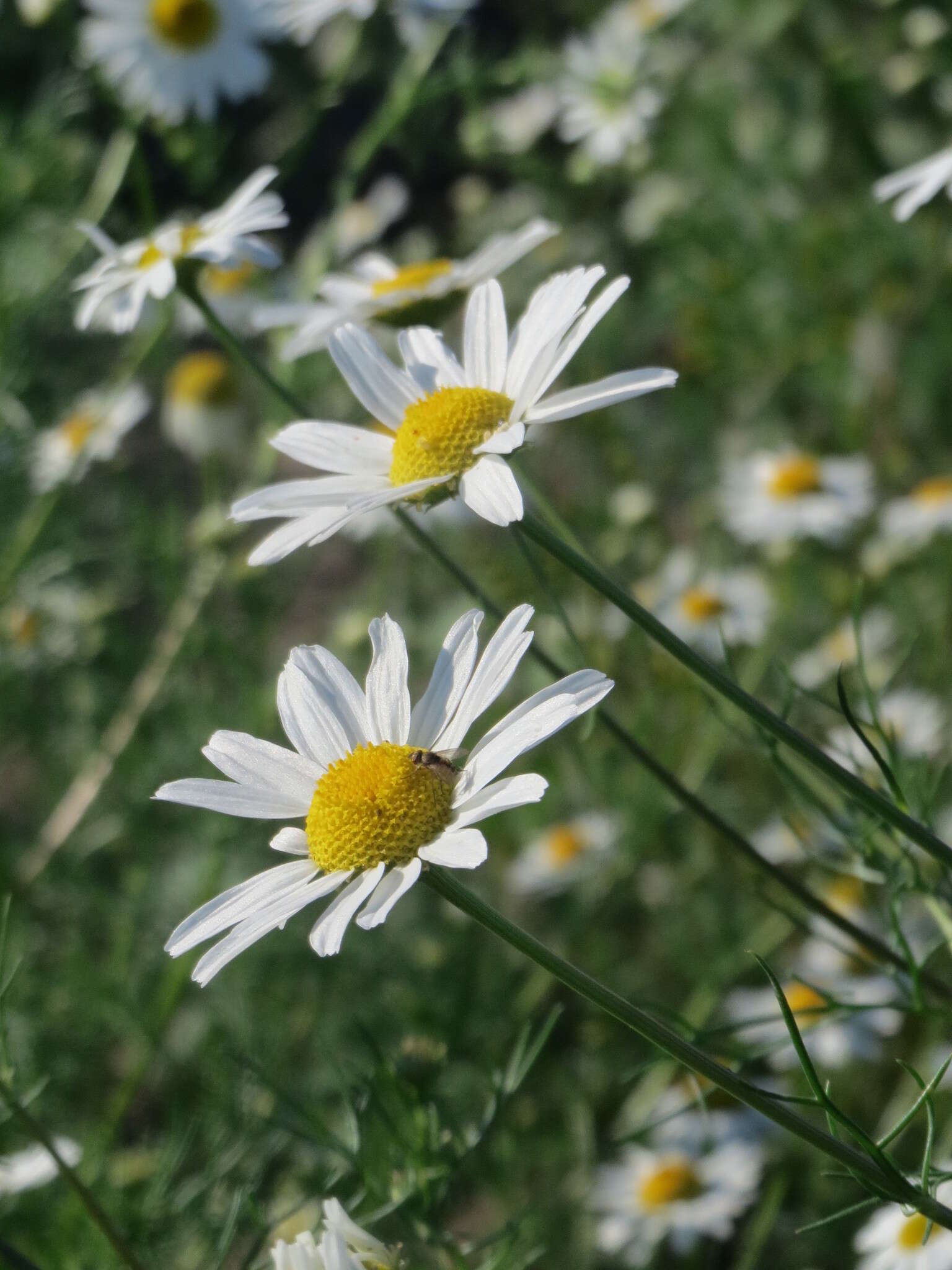 Image of scentless false mayweed