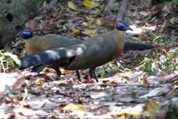 Image of Giant Coua